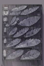 Image result for Synandrodaphne paradoxa