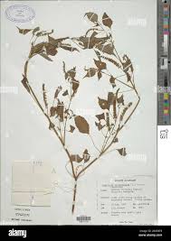 Image result for Basilicum polystachyon