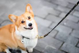 Or, to see more adoptable corgis in utah, use the search tool below to enter. Hvordan Trene En Corgi Corgi Puppy Training Timeline