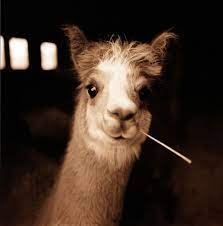 Joel Anderson Fine Art Photography Lady Gaga Animals Photography Art Photography