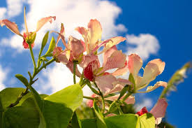 Image result for Bauhinia monandra