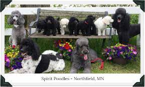 They are obedient, loyal, and good with people and other pets. My New Puppy Comes Home Standard Poodle Owner