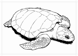 Sea turtle realistic artistic colored drawing vector. Realistic Sea Turtle Coloring Pages To Print Coloring4free Coloring4free Com