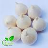 Bawang putih tunggal diketahui mempunyai senyawa yang lebih tinggi dibandingkan dengan bawang putih yang biasa. 1