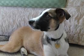 He was introduced in a teaser video on youtube entitled introductory film what do you do? released on january 13. Bighit Family On Twitter Since Soobin Shared His Dog Sean With Us Here Are Some Pictures Of My Dog Opie Too Please Reply With Pictures Of Your Dogs Pets As Well