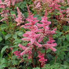Pin On Astilbe False Spirea