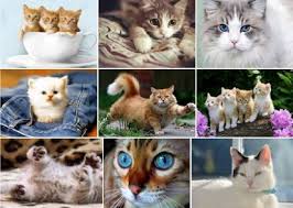 Sungguh nyata 10 jenis kucing paling besar di dunia jika ya maka postingan ini sangat tepat untuk anda simak karena disini ada koleksi lengkap foto foto kucing yang. Kucing Popular Kuasai Media Sosial