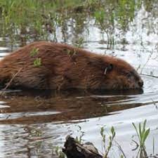 The tail adds another 7.75 to 12 inches (20 to 30.5 cm) to its length, according to national geographic. Beaver Facts Beaver Behavior Biology Beaver Solutions