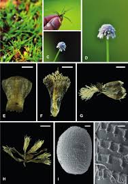 Image result for Eriocaulaceae