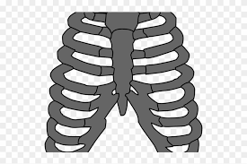 Register for free and download the full pack. Rib Cage Png Transparent Images Costillas Huesos Vector Clipart 1743501 Pikpng