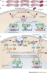 Image result for Tissue-selective Estrogen Complex