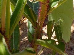 Image result for Tricliceras longepedunculatum