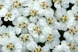 Blue Yarrow Achillea Millefolium Essential Oil Plants Achillea Flowers