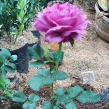 We did not find results for: Jual Bibit Bunga Mawar Ungu Agro Bibit Id