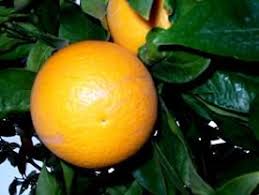 Valancier Fruits Agrumes Fruits Et Legumes