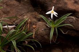 Image result for Xerophyta