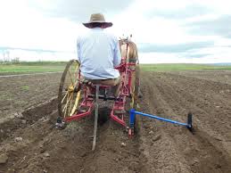 Image result for horse drawn cultivator pictures