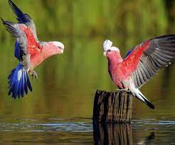 Beautiful birds images hd wallpaper download. Improve Your Photography Skills Following These Tips Pouted Com Beautiful Bird Wallpaper Pet Birds Animals