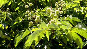 Wybierz z szerokiej gamy podobnych scen. Eugenezh On Twitter Young Chestnuts We See Them As Flowers As Green Spiky Balls And As Brown Nuts Fallen From Trees Circles Of Life Https T Co Es0rdaceyn Twitter