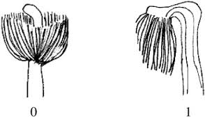 Image result for Psophocarpus lancifolius