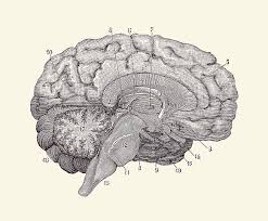 This image can not be legally used without purchasing a license. Human Brain Anatomy Diagram 2 Drawing By Vintage Anatomy Prints