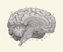 High quality vintage anatomy gifts and merchandise. Human Brain Anatomy Diagram 2 Drawing By Vintage Anatomy Prints