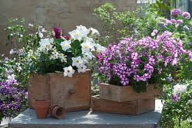 Image result for dipladenie amonea