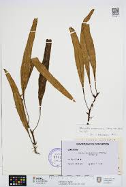 Image result for Pleopeltis macrocarpa