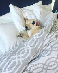 Drowning In Dog Hair I M Not Anymore Pet Shed Stop Dog Shedding Sleeping Dogs