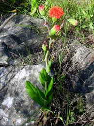 Image result for Kleinia schweinfurthii