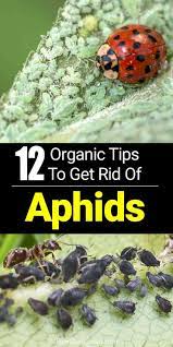 Another easy way to quickly get rid of aphids is to cut out the infected area (when possible). How To Get Rid Of Aphids 12 Organic Tips And More Get Rid Of Aphids Aphids On Plants Organic Gardening Tips