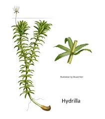 Image result for Hydrolea brevistyla