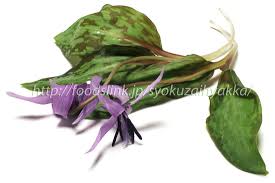 かたくり 片栗 カタクリの食べ方 旬の野菜百科