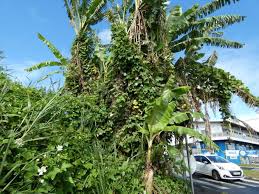 Image result for Lagenaria sphaerica