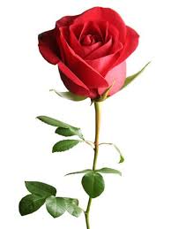 The Meaning Behind Popular Valentine S Day Flowers Beautiful Flowers Beautiful Rose Flowers Amazing Flowers