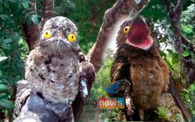 Meskipun begitu, suara burung celepuk merah lebih sering terdengar dibandingkan burung hantu pada umumnya. Suaranya Mengerikan Tampang Tak Kalah Seram Dari Burung Hantu Burung Apa Ini Sebenarnya Burungnews