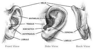 How To Draw Ears Stan Prokopenko S Blog How To Draw Ears Portrait Drawing Anatomy Reference All the best ear drawing reference 36+ collected on this page. how to draw ears stan prokopenko s