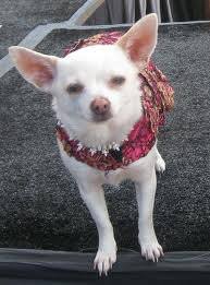 Пайпер перабо, маноло кардона, джейми ли кёртис и др. Una Chihuahua De Beverly Hills Home Facebook