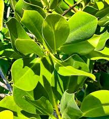 Image result for Rhizophora