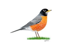 Black Bird With Orange Belly Michigan American Robin Ii Robin Bird Tattoos Bird Drawings Birds Painting