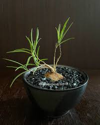 Image result for Murdannia stricta