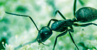 View adam's contact information to get an estimate or contact them directly from their zillow profile. Pest Control Services