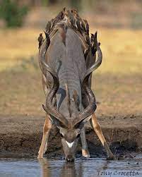 Https Www Instagram Com Hl En Wildlife Animals Animals Wild Animal Pictures