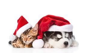 Jim turn into a puppy and claire turn into a kitten. 167 Christmas Kitten Puppy Sleeping Photos Free Royalty Free Stock Photos From Dreamstime