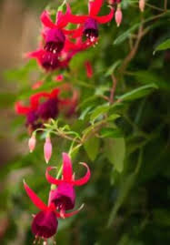 Maybe you would like to learn more about one of these? Hardy Fuchsia Attracts Hummingbirds To The Garden Horticulture
