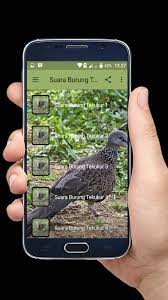 Tons of awesome free cat wallpapers for desktop to download for free. Suara Burung Tekukur Mp3 For Android Apk Download