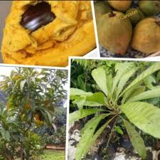 Buah bisbul dikenal dengan nama buah mentega. Benih Buah Mentega Kuning Telur Canistelè›‹é»„æžœè‹— Shopee Malaysia