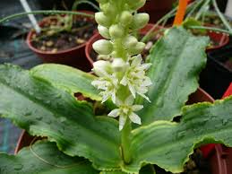 Image result for Eucomis zambesiaca