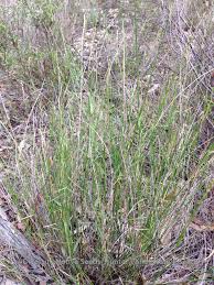 Image result for Entolasia