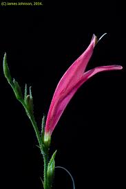 Image result for Dicliptera monroi